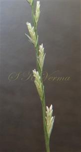  Raceme - a part- with spikelets (6-flowered)